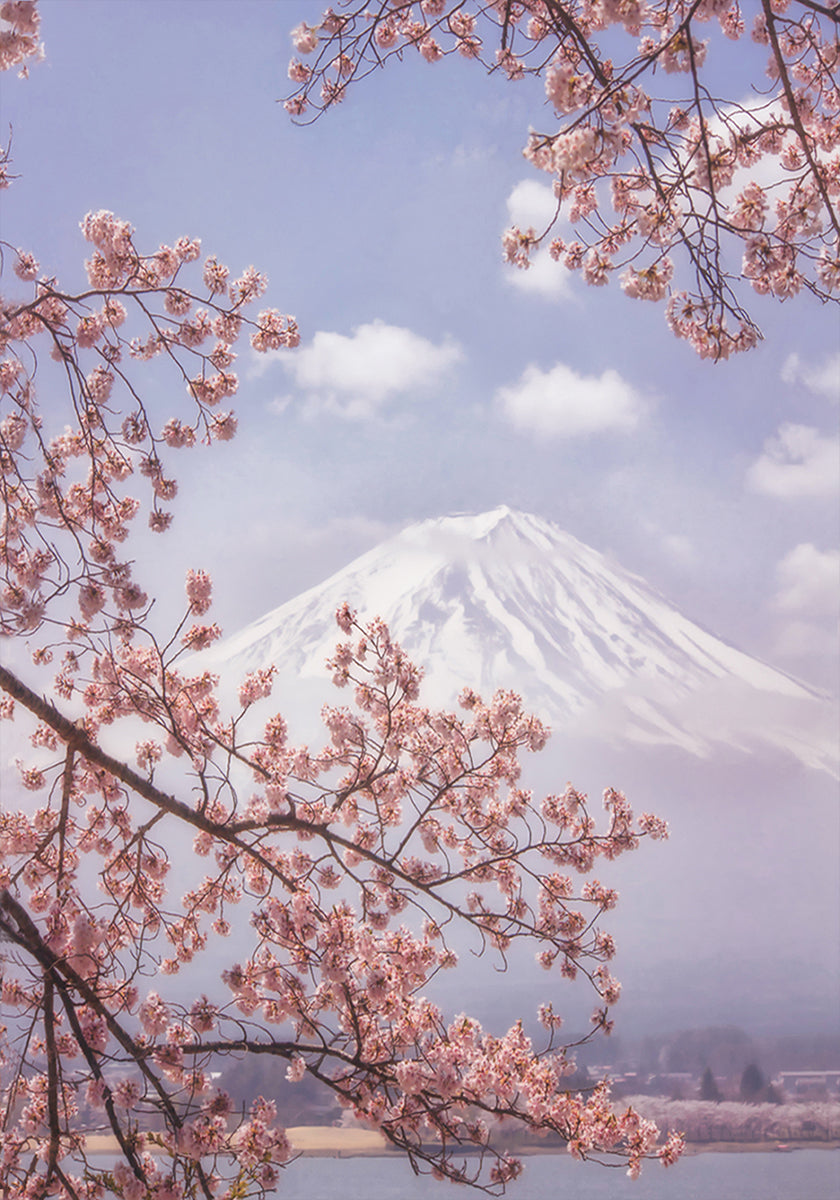 Poster Mont Fuji dans les fleurs de cerisier