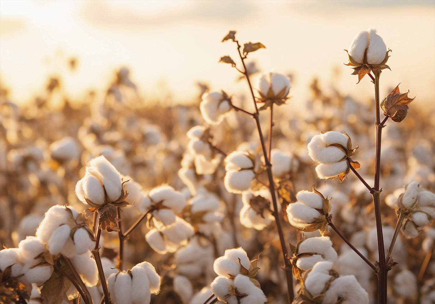 Affiche Fleurs de coton au coucher du soleil