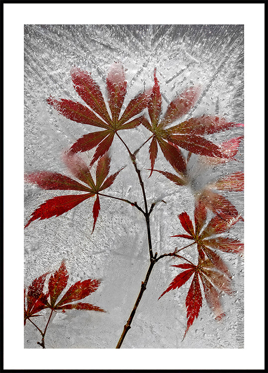 érable rouge