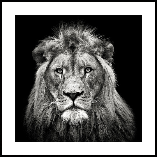 Jeune lion mâle Poster