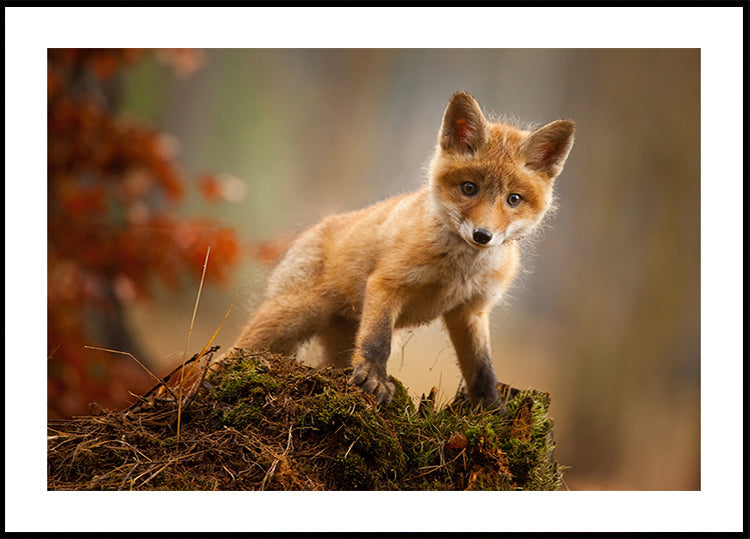 Renard Poster