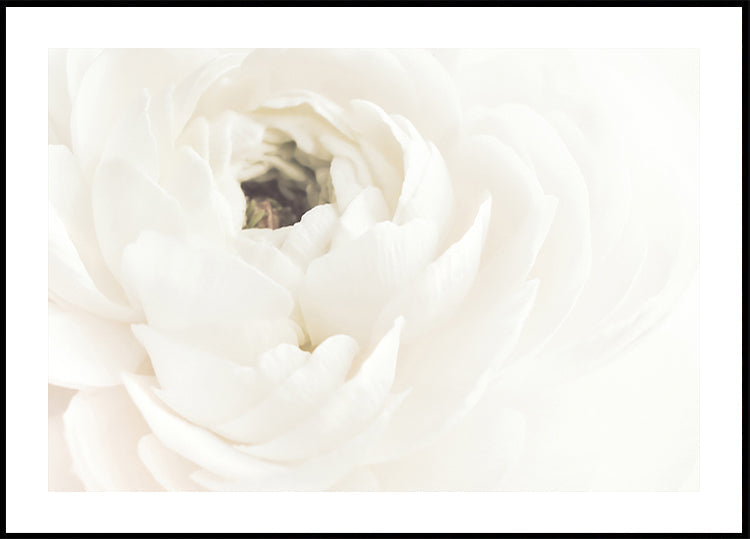Fleur blanche Poster