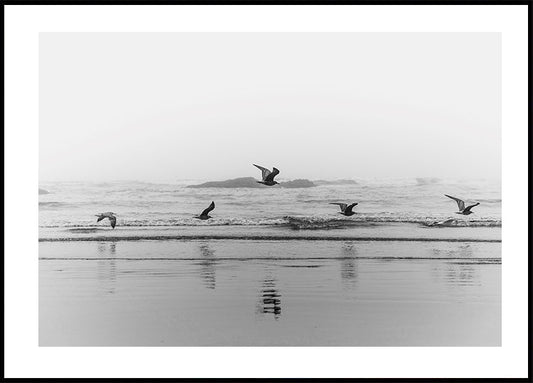 Affiche d'oiseaux volant au-dessus de la côte 