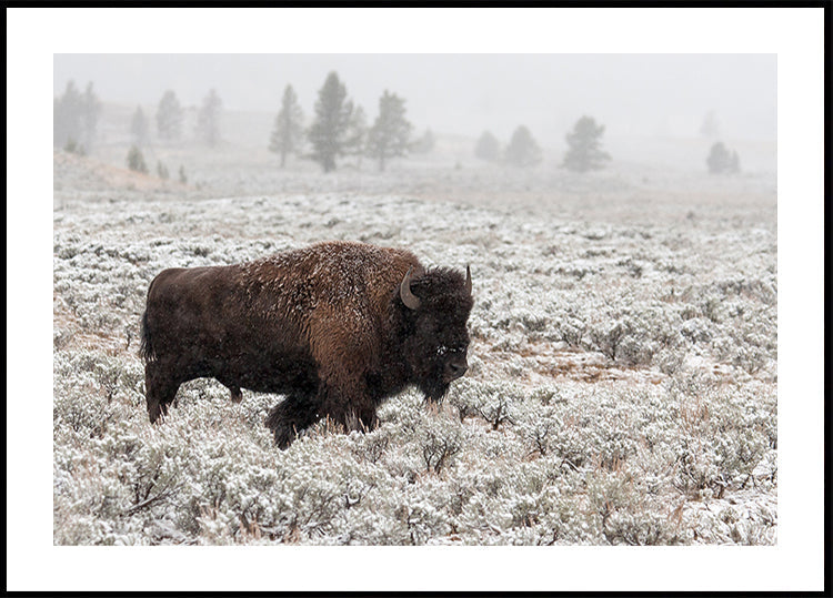 Fin de l'automne à Yellowstone