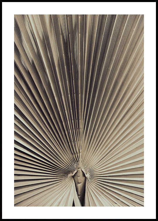 Feuille de palmier_001