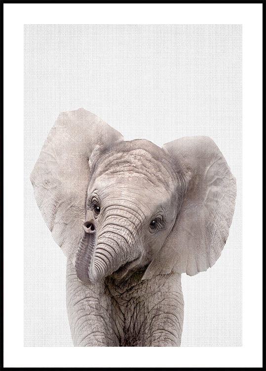 Peekaboo bébé éléphant Poster