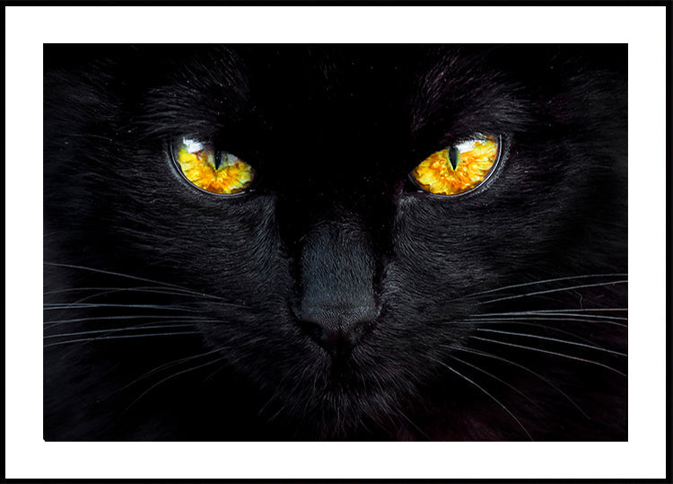 L'hypnotiseur de la nuit