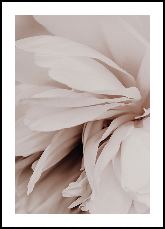 Pivoine Poster