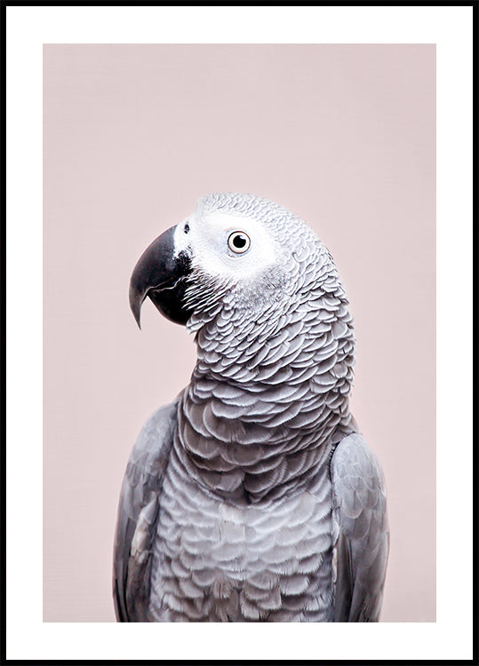 Gris d'Afrique