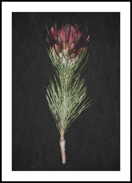 Protea Sérénité Poster