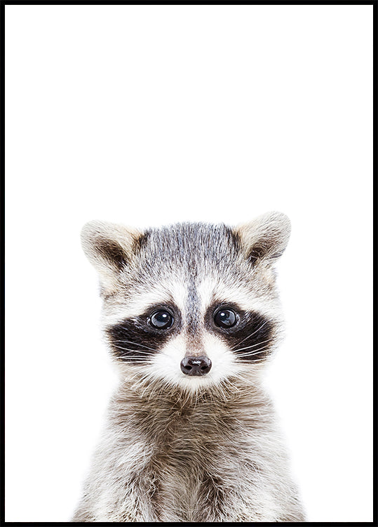 Bébé raton laveur