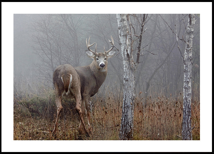 Poster Buck à queue blanche - Dans le brouillard d'automne