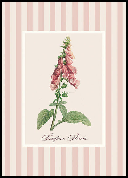 Affiche de fleur de digitale rose