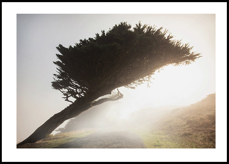 Affiche de l'arbre incliné 