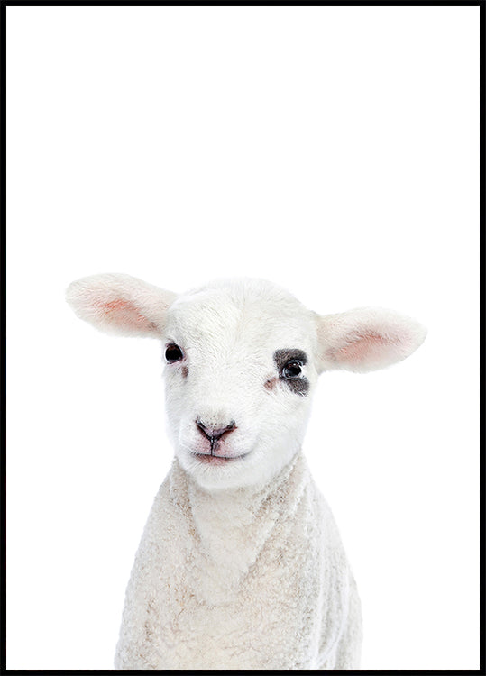 Bébé agneau