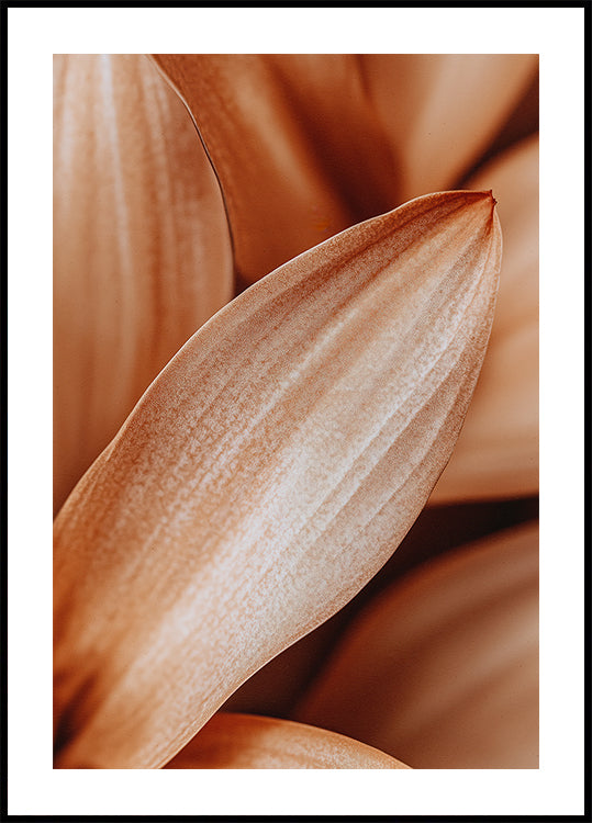 Ambre Pétale Élégance