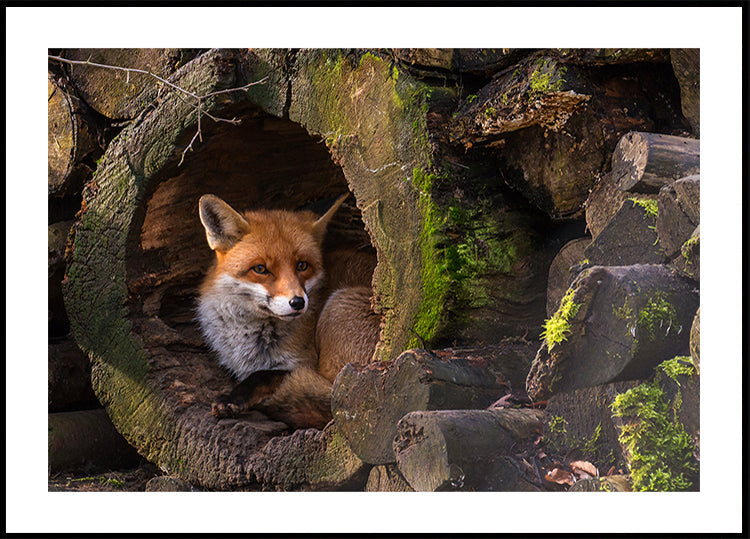 Renard
