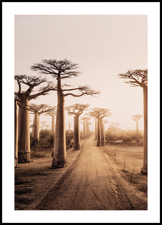 Affiche de baobabs au coucher du soleil