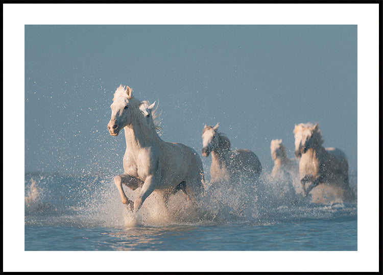 Anges de Camargue Poster