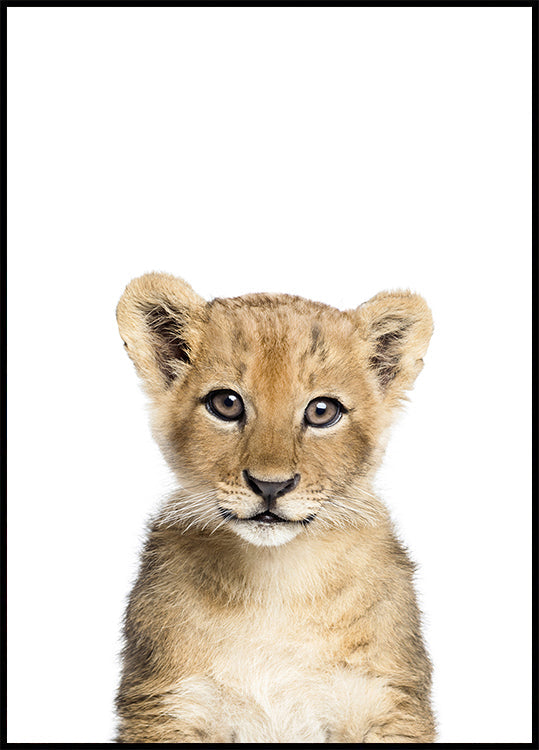 Bébé Lion
