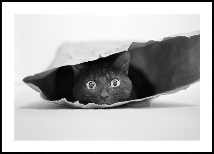 Chat dans un sac Poster