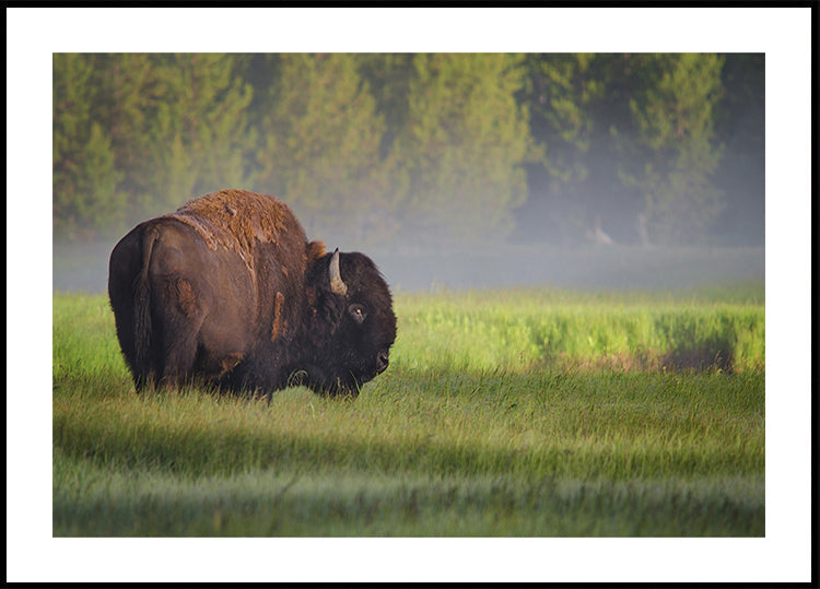 Bison à la lumière du matin Poster