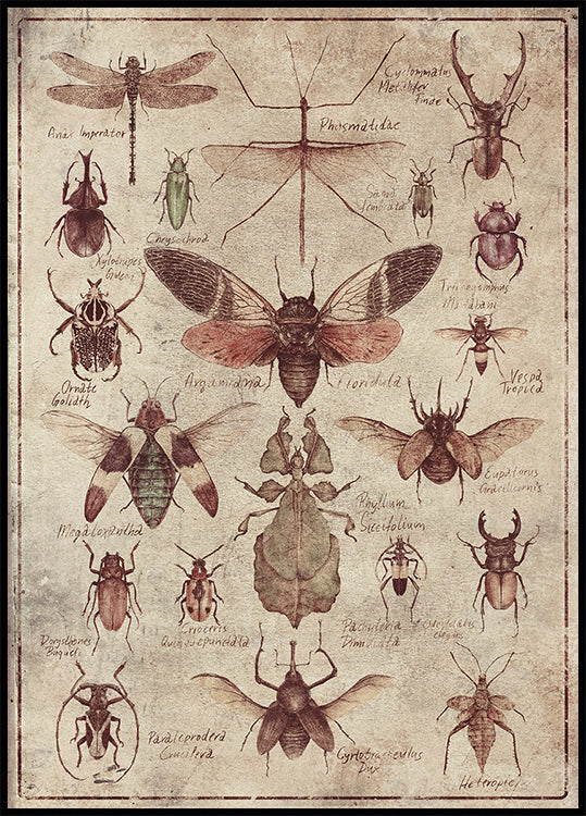Insectes de style vintage Poster