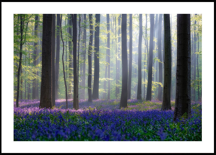 Bluebell Poster