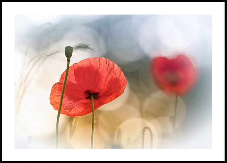 Coquelicots du matin