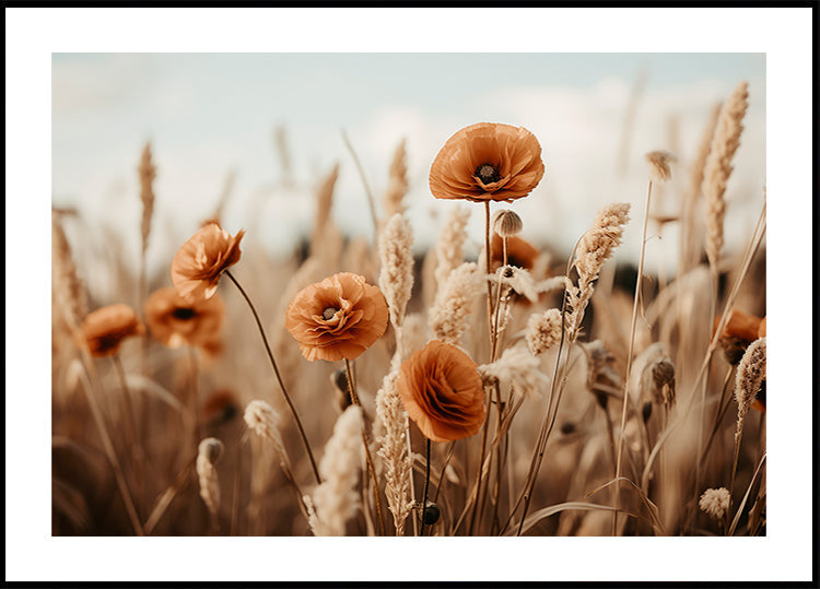 Coquelicots dans la brise