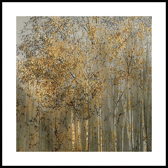 Impression de bouleau Poster