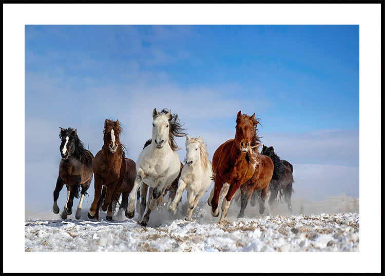Chevaux mongols