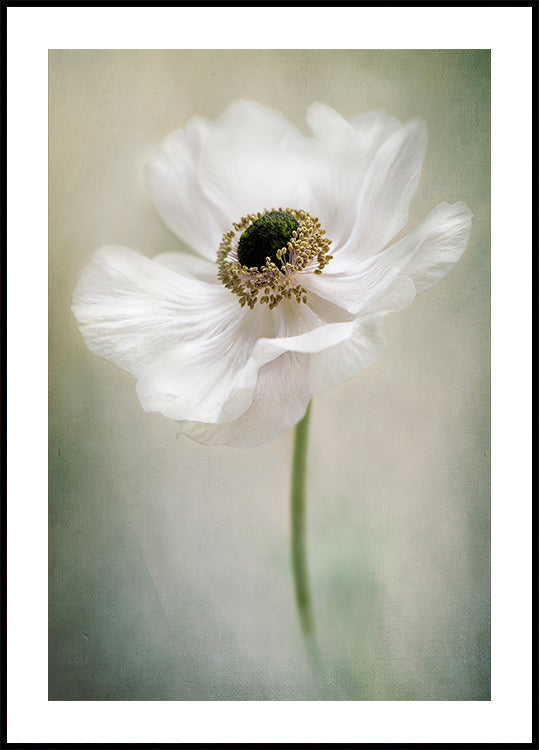 Blanc simple