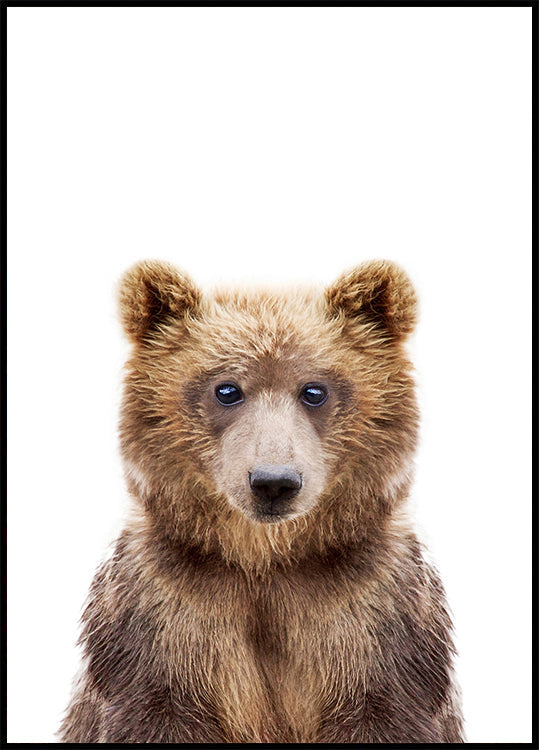 Bébé ours
