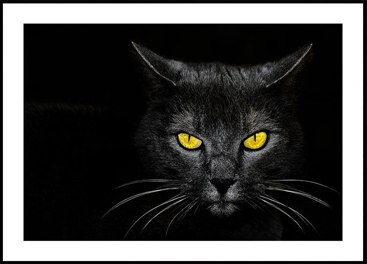 Chat noir Poster