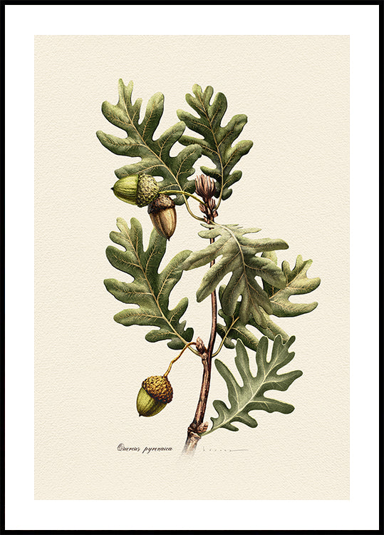 Botanique Quercus Pyrenaica Poster