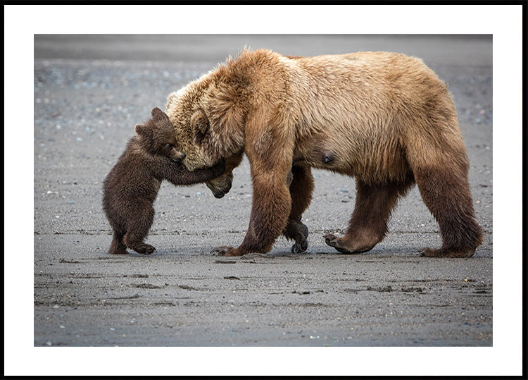 Un petit câlin d'ours Poster