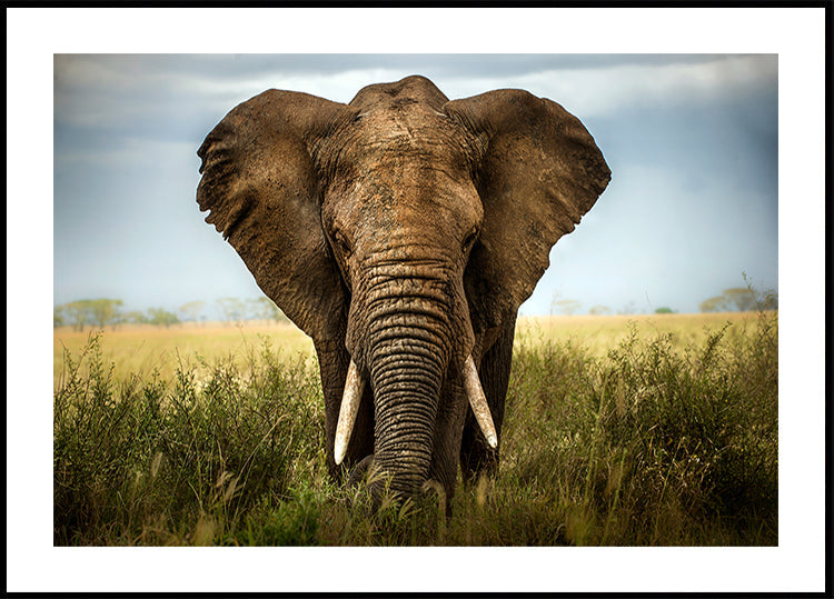 Rencontres dans le Serengeti