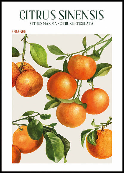 Affiche Citrus Sinensis 