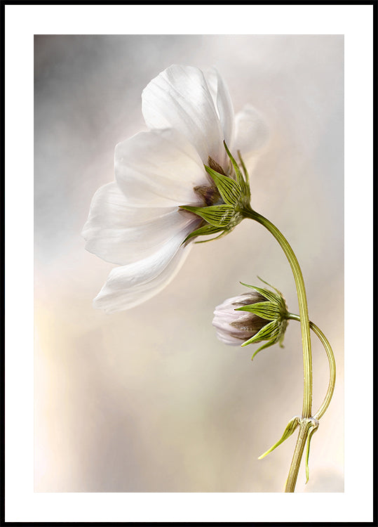 Cosmos céleste