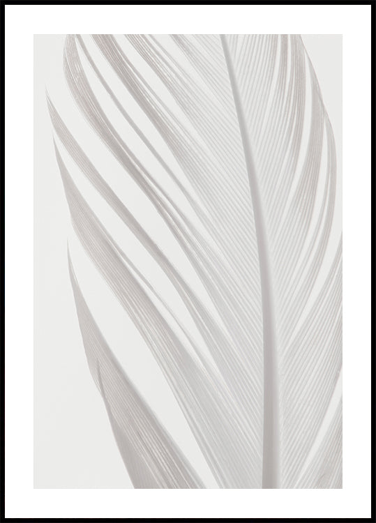 Plume_006