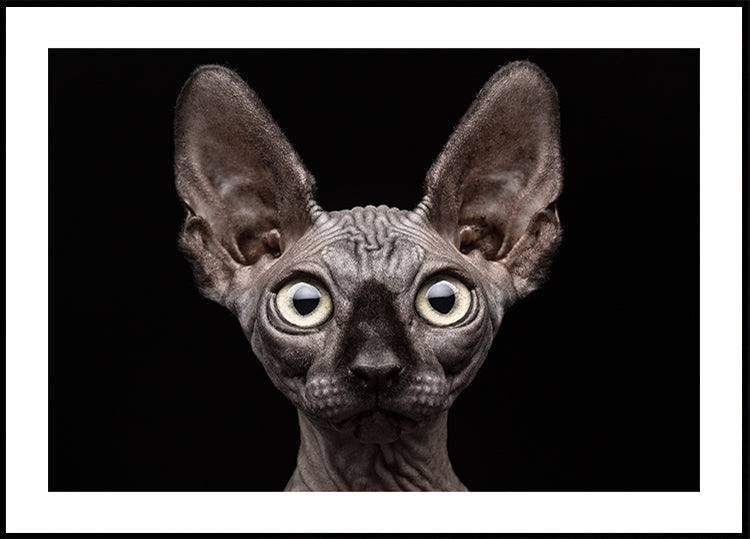 Chat Sphynx