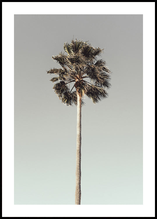 Palme_001