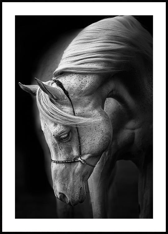 étalon blanc Poster