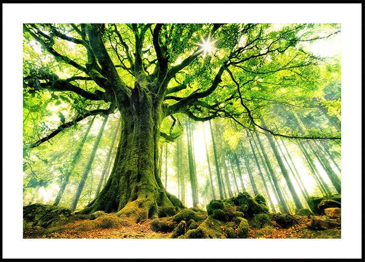 Le hêtre de Ponthus Poster