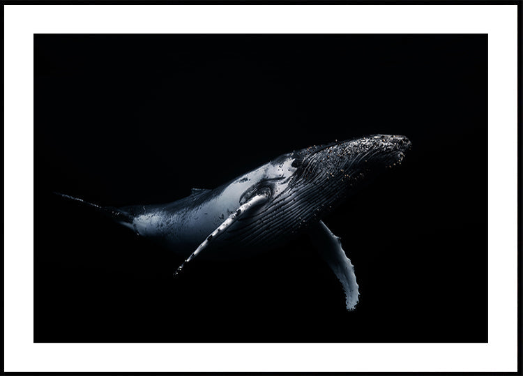 Noir et baleine Poster