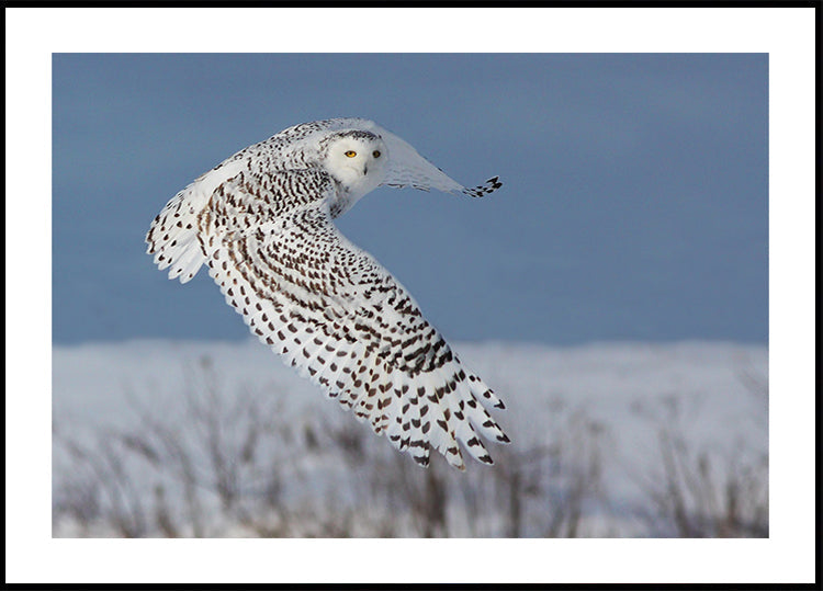 Harfang des neiges