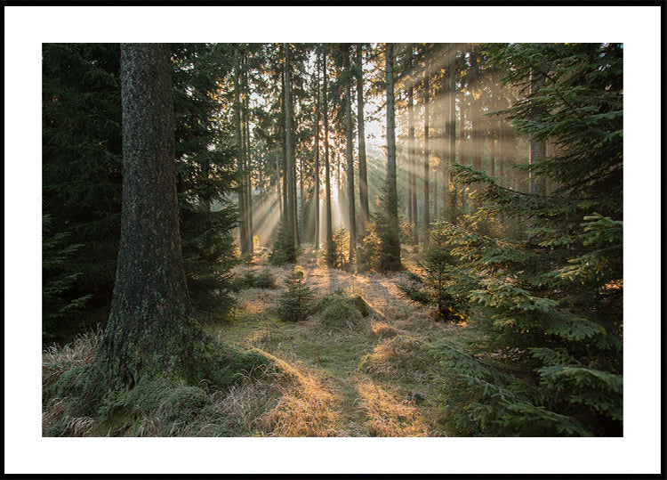 Rayons, partie 2 Poster