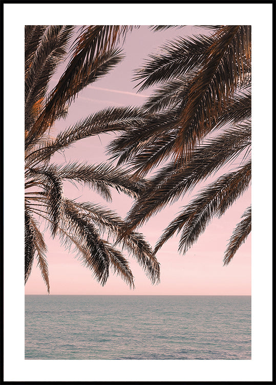 Palme_011