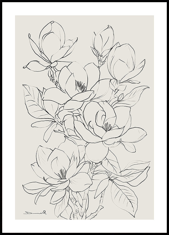 Magnolia